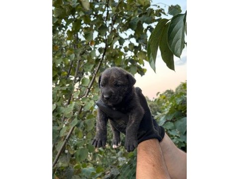 Sağlam kan presa canario yavru
