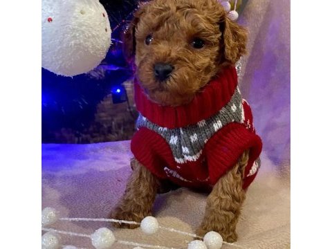 Toy poodle yavruları