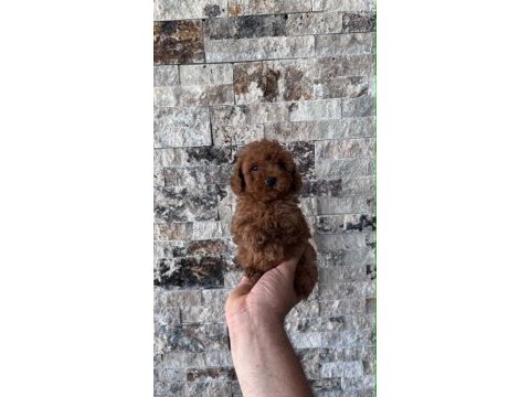 Biblo güzelliğinde red brown teacup poodle bebekler