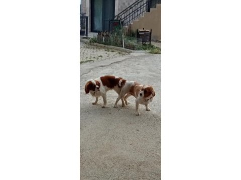 Cavalier king charles kaliteli yavru