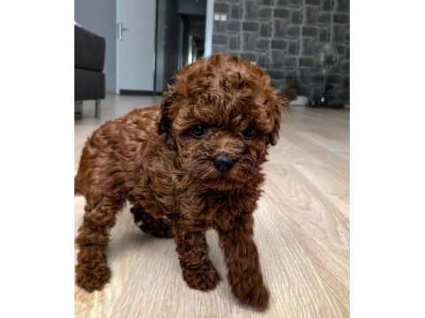 Poodle teacup (en küçük boy) red özel yavrular