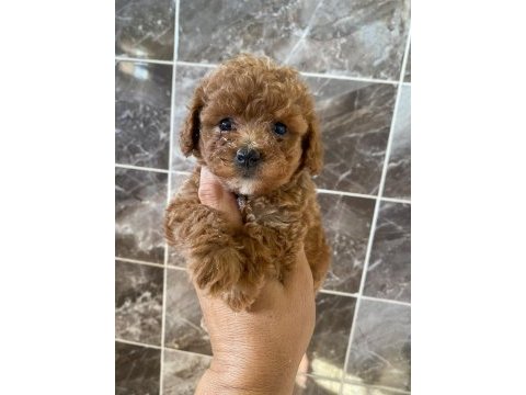 Orjinal minyatür toy poodle yavrular 