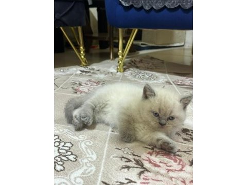 Minik patilere yuva british shorthair (dişi)