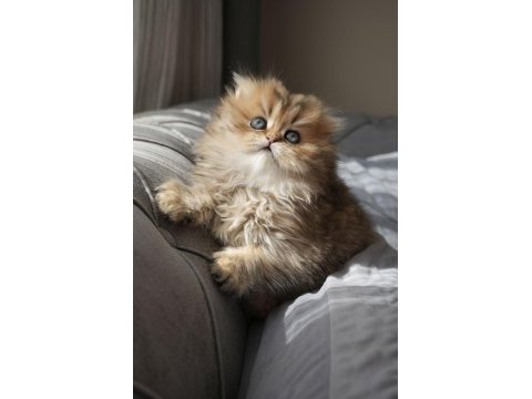 Champion babanın kızı safkan british longhair güzellik