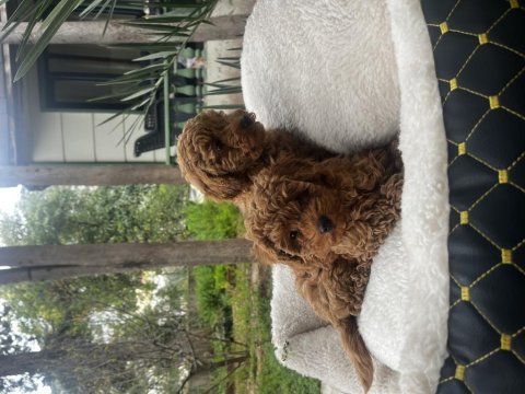 Toy poodle yavru köpeklerimiz