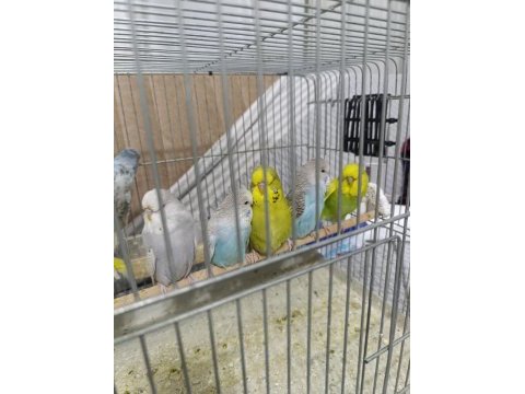 Show jumbo muhabbet kuşu