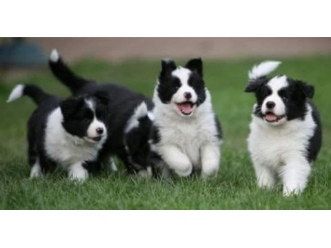Sağlıklı safkan border collie yavrular
