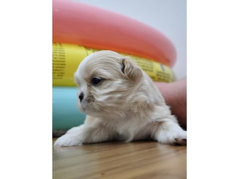 0 numara orijinal safkan şecereli shih tzu yavruları 3 erkek