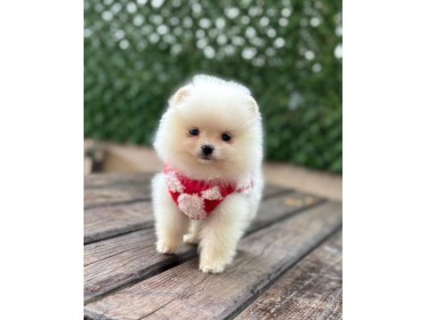 Pomeranian boo yavrular