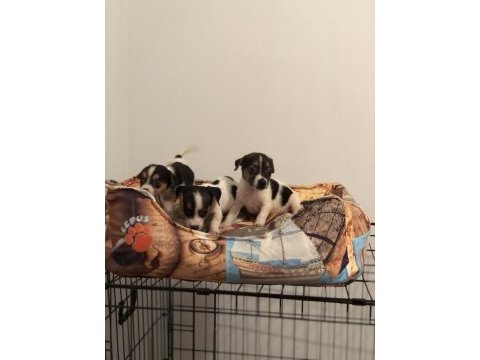 Her renk her desen sıfır boy uygun jack russell
