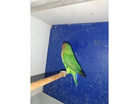 3 aylık cennet papağanı