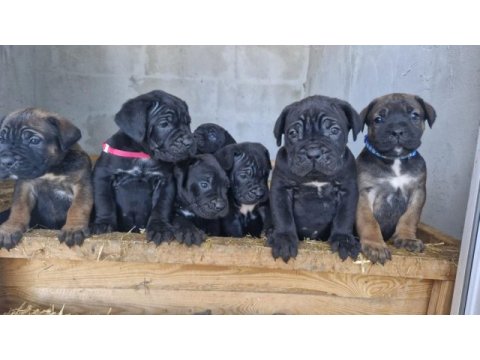 Corsotürkten dev dişi cane corso yavrular