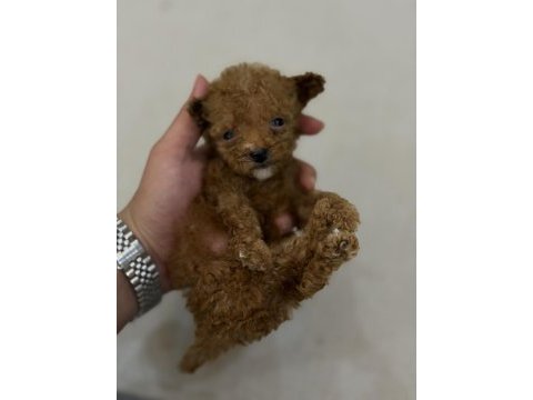 Irkı nin en küçüğü mikro poodle yavru