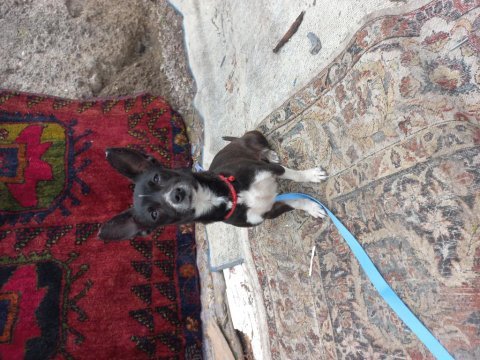 Eğitimli oyuncul pinscher