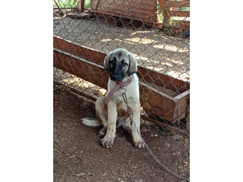 Kaliteli kangal yavrusu dişi