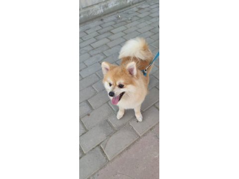 Pomeranian köpeğimize çiftleştirmek için dişi arıyoruz