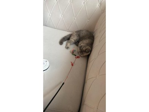 Tüm aşıları tam scottish fold dişi