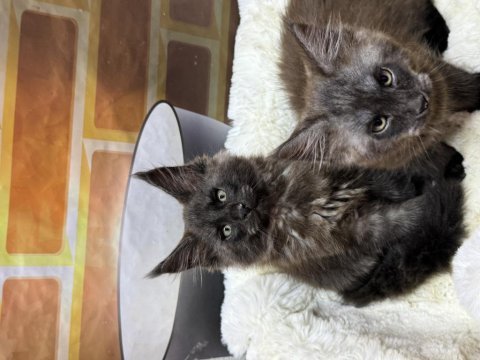 Black smoke maine coon