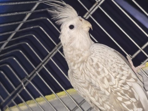 Sultan papağanı dişi 15 aylık