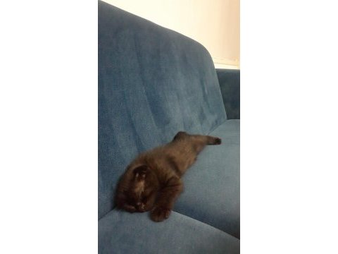 Dişi tek kalan yavru scottish fold