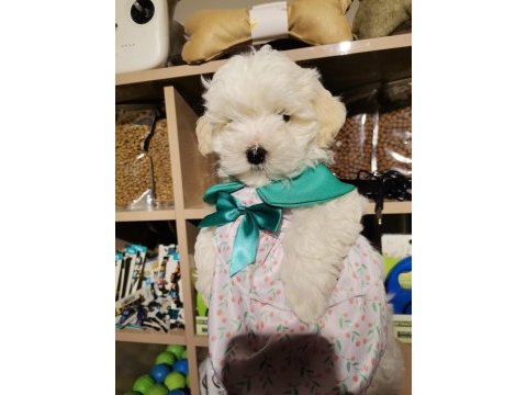 Oyuncu ve çok sevimli maltipoo cinsi yavru