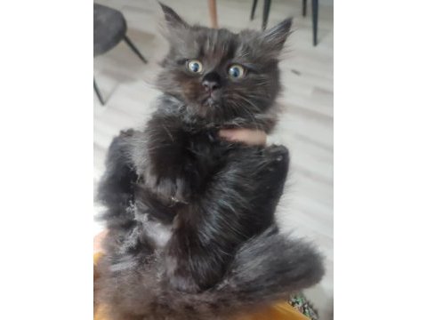 2 aylık 4 tane yavru kedilerimiz