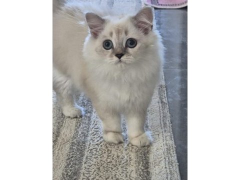 Tatlı minik kedilerim
