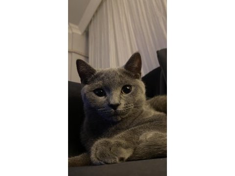 British shorthair kedisi