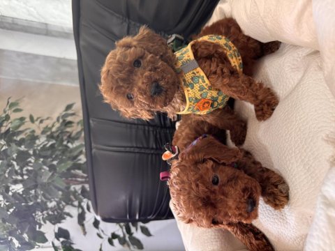 Her aileye uygun toy poodle bebekler