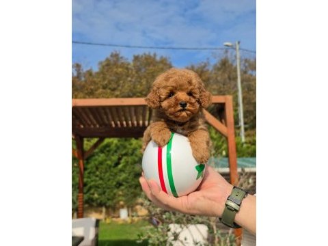Hipoalerjanik toy poodle bebeklerimiz