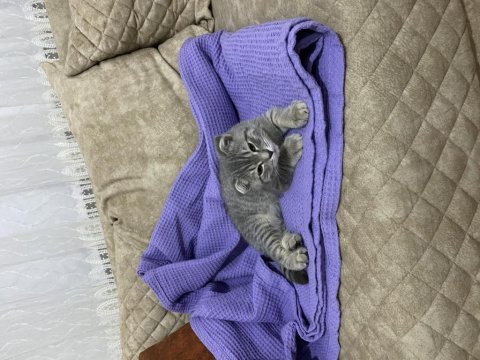 Silver scottish fold 3.5 aylık erkek