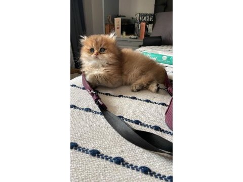 British longhair erkek 