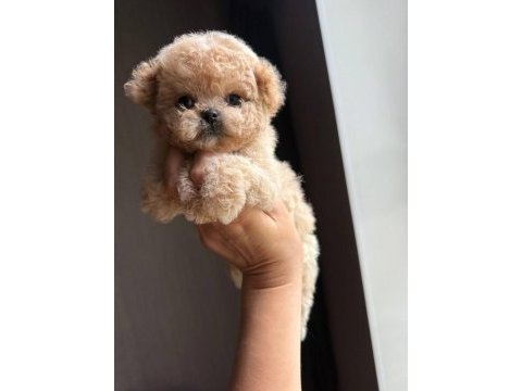 En özel kore maltipoo yavruları