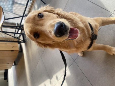Safkan golden retriever 9 aylık