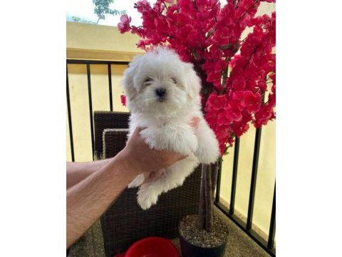 Maltese yavrular