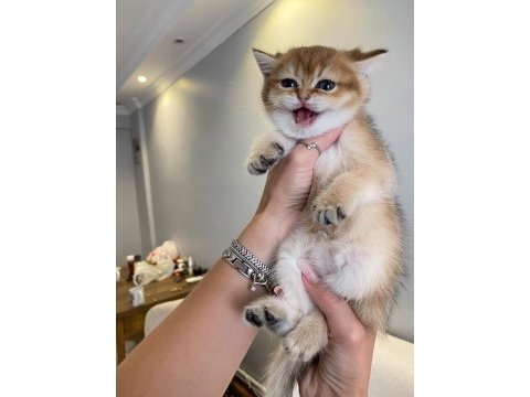 Golden british shorthair ay12 ve ny12 yavrular