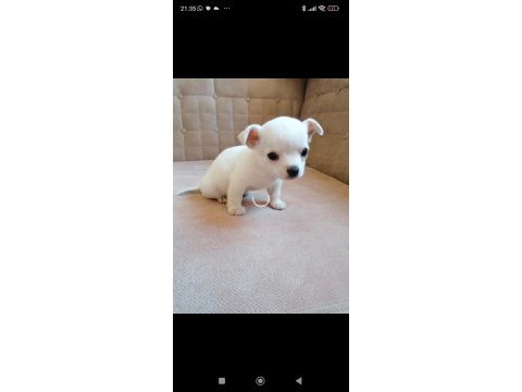 Mini boy kısa bacak şivava sağlık ve ırk garantilidir
