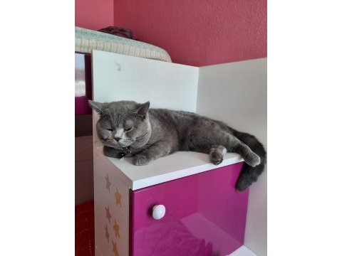 Sahiplendirme british shorthair