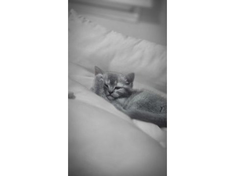 British shorthair güzel kızımız