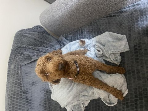 Acil oyuncu poodle oğlum