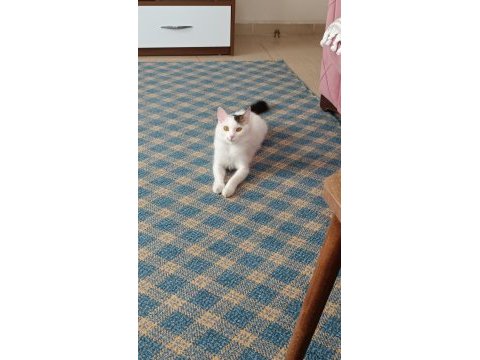 Çiftleştirme kedimiz