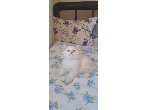 2 erkek british longhair yavru pet olarak sahiplendirilecek