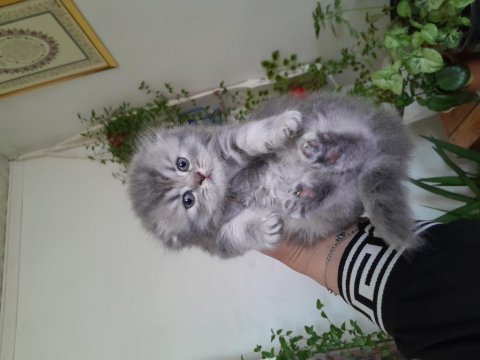 Scottish fold erkek kedimiz