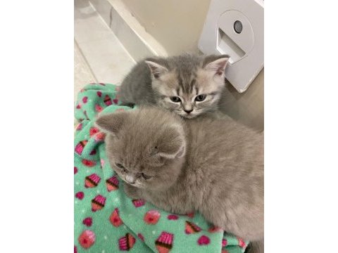 Lilac renk british shorthair yavrular
