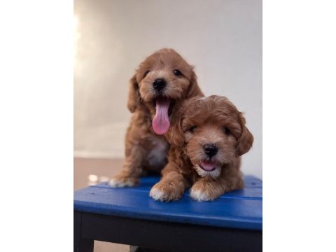 Sevimli maltipoo yavrularımız