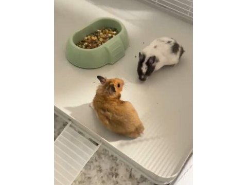 Ücretsiz yavru suriye hamster (evcil ısırmayan)