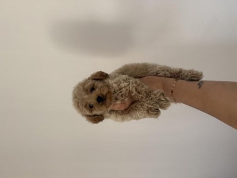 Aşılı dişi ve erkek kore maltipoo yavrular