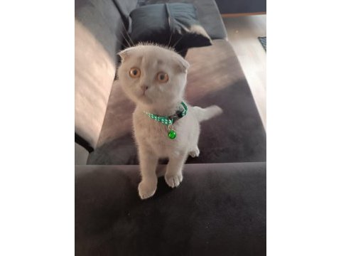 Scottish fold yavru 3 aylık