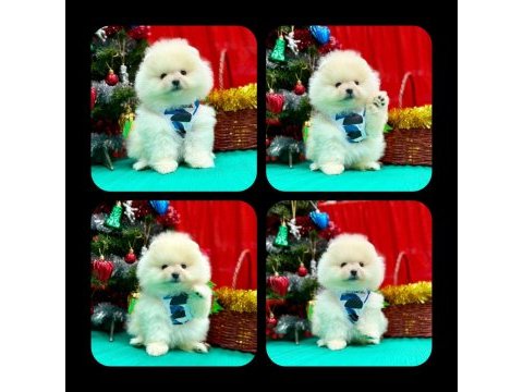 Pomeranian teddy face yavru köpekler