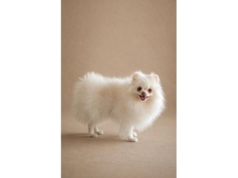 Orijinal pomeranian boo